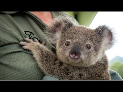 KOALA - A Cute Koala Videos And Funny Koala Bear Compilation || PETS And ANIMALS