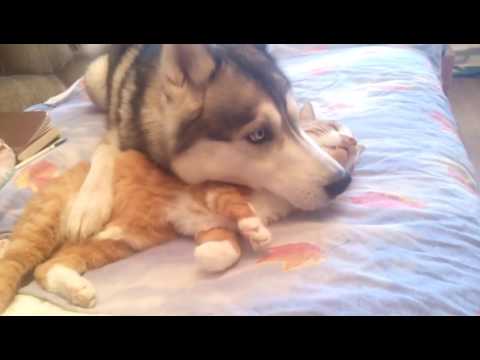 Подушка из кота для хаски