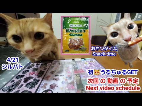 うるちゅる猫 むぎっちゅ☆次回の動画の予定♡4/21シルパトうるちゅる＆猫のおやつ ウェア