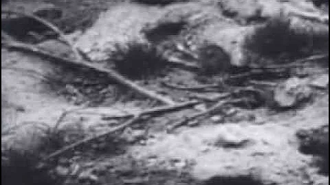 John B. Calhoun's Preliminary Rat Study Funded by Rockefeller Foundation