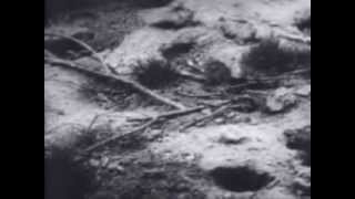 John B. Calhoun's Preliminary Rat Study Funded by Rockefeller Foundation