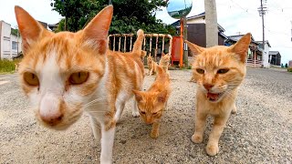 島の小学校が猫の溜まり場になってて愉しい