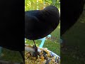 Brown-headed cowbird #birds #birdsounds #birdwatching