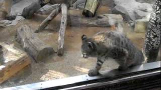 The Strange Bobcat at Kobe Zoo