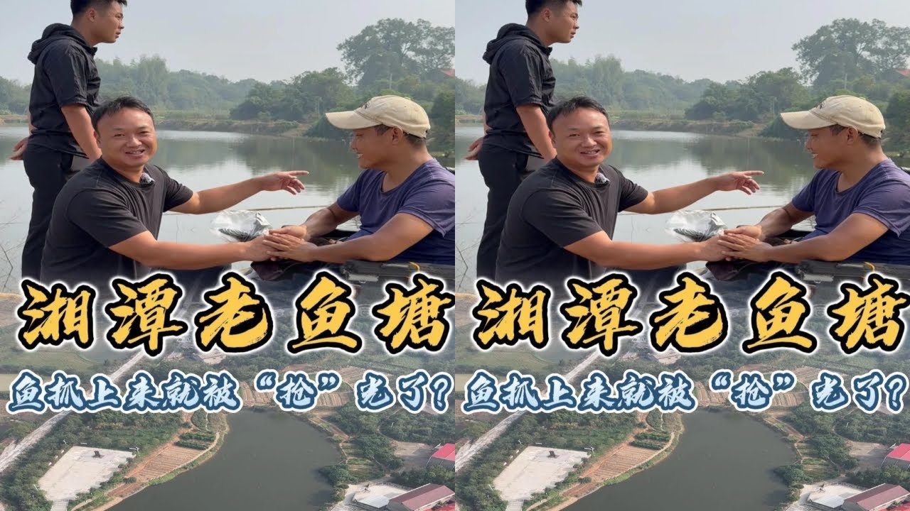 大表哥在湘潭盘下一个老鱼塘，没想到鱼刚抓上来就被抢光了？