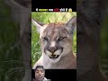 ये जानवर जब छोटे होते है 😱🤯 #shorts #facts #viralvideo