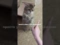 вся инфа в моем тгк  #pluggnb #dabbackwood #котики