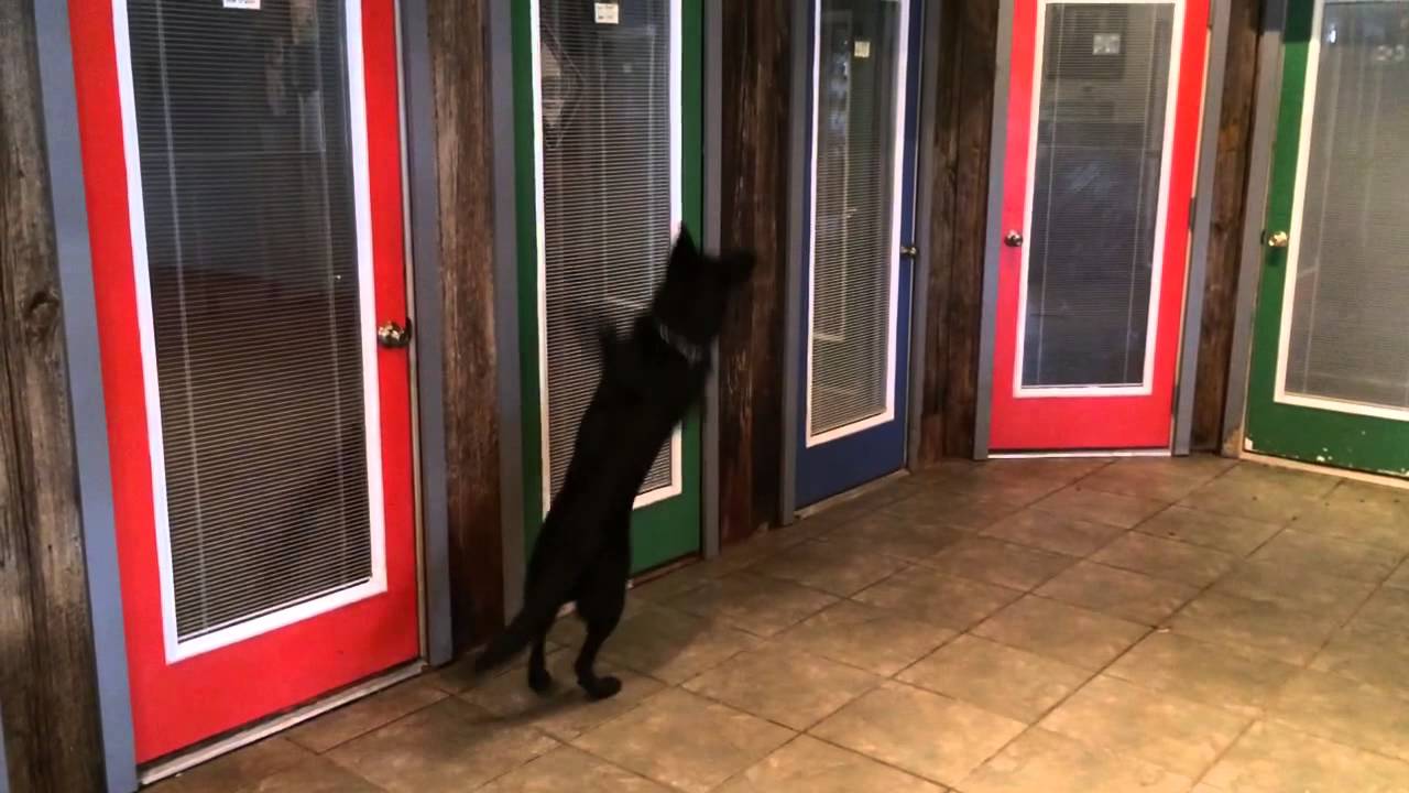 video phone beyonce mp3 Building Search Black German Shepherd Trained For Sale Home Protection