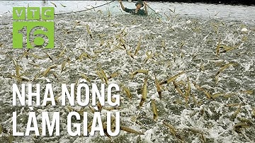 Nuôi tôm quảng canh cải tiến: Vốn ít, lời nhiều | VTC16