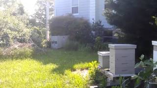 Honeybees in Black Locust season