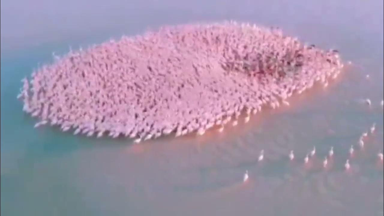 Рукиямен жыныстық қатынасты ағарту бейне