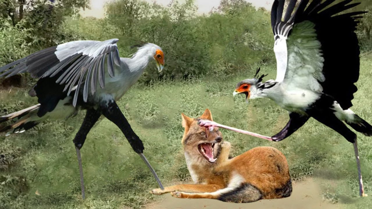 Scream Of Despair! The Secretary Bird Uses His Spectacular Kicks To ...