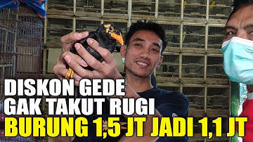PALING VIRAL BURUNG MEWAH DIJUAL MURAH, BURUNG 1.5 JT JADI 1.1 JT KIOS EDIE JOVANIS