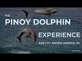 CUTE DOLPHIN NG BAIS CITY