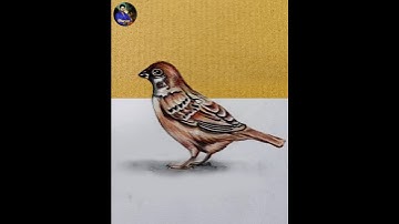 3D Drawing | How to draw 3d sparrow Drawing | 3d drawing sparrow step by step