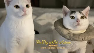 The Morning of Cat Autumn ep1 | CATVLOG