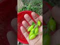 যত নবীই ছিলেন পৃথিবীতে _-- #islamicshorts #islamicvideo #islamicstatus #subscribe #foryou