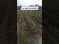 tomate lampião