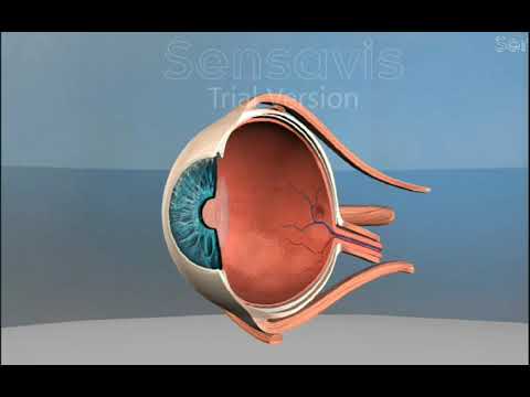 Video: Iris Bombe Në Qentë - Problemet E Syve - Sineksionet E Plota Të Pasme