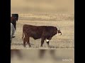 Отгонное животноводство,бычки казахско белоголовой породы на пастбище.