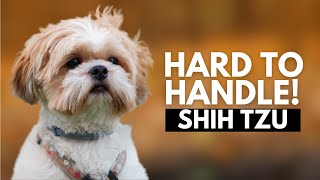 6 Reasons Most People Can't Handle a Shih Tzu Dog