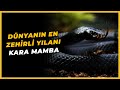 Kara Mamba Yılanı - Black Mamba - Dünyanın En Zehirli Yılanı