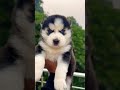 🔥 Woolly Coat Husky Male Puppy Sale | 2 Months Old | Super Fluffy | @petzz_world 🐶#shorts #viral