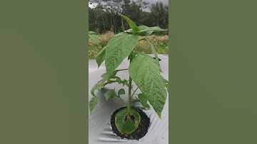CABE RAWIT ORI 212 UMUR 25 HST