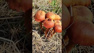 ГРИБ НА ГРИБЕ - ЧУДО ПРИРОДЫ! Лаковица большая.