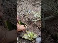 Planting pencil cactus orgenic cactus homegardening shorts