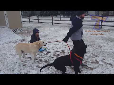 funniest-dogs-in-snow-compilation---haven't-seen-better-yet!-enjoy-watching-and-laugh-with-us!