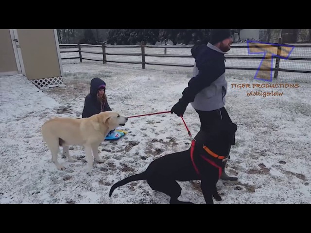 犬と一緒に雪遊びをする