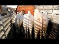 Transporting Beautiful Bulls || Kamran Samman Cattle Farm || White Bulls