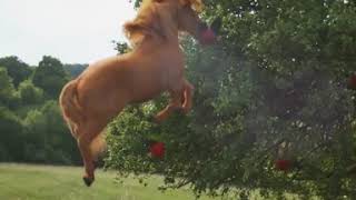 LEGO Rebuild World: apple appetite and airborne horses - YouTube