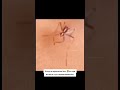 славикрх Slavikrh шортс ржака топ мем смех рек лайк юмор славикрх Slavikrh шортс ржака топ мем смех рек лайк юмор