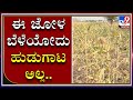 Yadagiri Farmers Spending Sleepless Nights Due To Wild Boars And Birds Menace At Their Jowar Crop