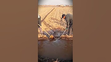 a simple smart tool that is right for irrigating rice fields #shorts