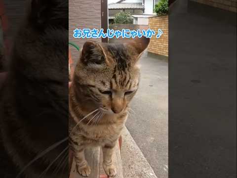 無関心からの切り替えが可愛すぎる猫#shorts