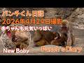 パンチくん 日記【2026年4月24日】市川市動植物園 Punch the monkey