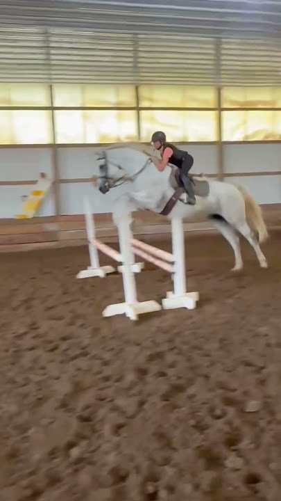 love ittt #horse #fyp #horsetrack #horsefan #pony