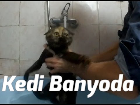 Kedi Yikama Kedi Nasil Yikanir Youtube