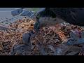 Clark Delivers A Whopper, Iris Feeds Their Chick At The Hellgate Osprey Nest | June 16, 2026
