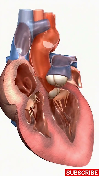 Inside the World’s Most Amazing Heart!