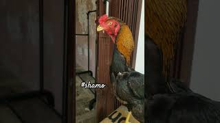 #ayam #ayamberkualitas #ayambangkok #shamo