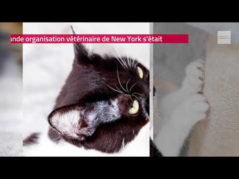 Vidéo: La Députée De Manhattan Présente Un Projet De Loi Interdisant Le Dégriffage Des Chats Dans L'État De New York