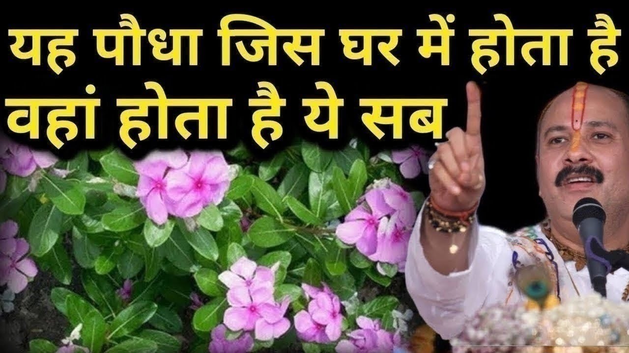 जिस घर में होता है सदाबहार का पौधा, उस घर में गरीबी आ सकती है, जाने कैसा पौधा नही होना चाहिए..!