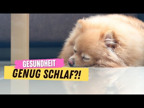 Video: Bekommt Mein Hund Genug Schlaf?