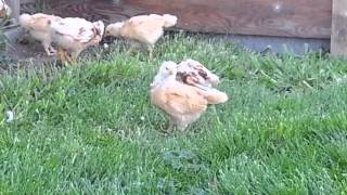 3 Week Old Buff Orpington and Red Star Chicks