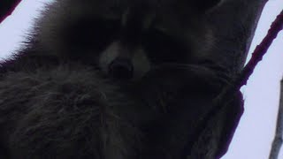 2 - Прошла 1 неделя, лес, животные, растения, корни, участок, свалка машин, ем путин. 2 - Прошла 1 неделя, лес, животные, растения, корни, участок, свалка машин, ем путин.