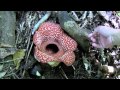 Rafflesia philippensis